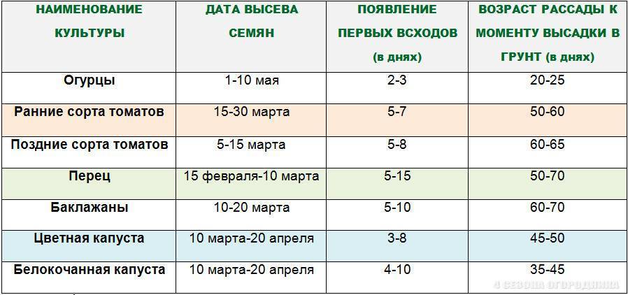 Высадка рассады перца в открытый грунт и теплицу: сроки и правила