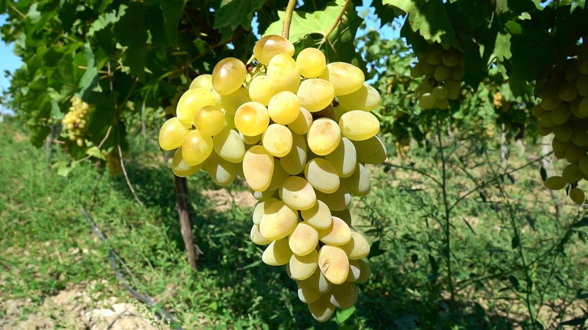 Виноград августин. характеристики: урожайность, вкус ягод, параметры куста