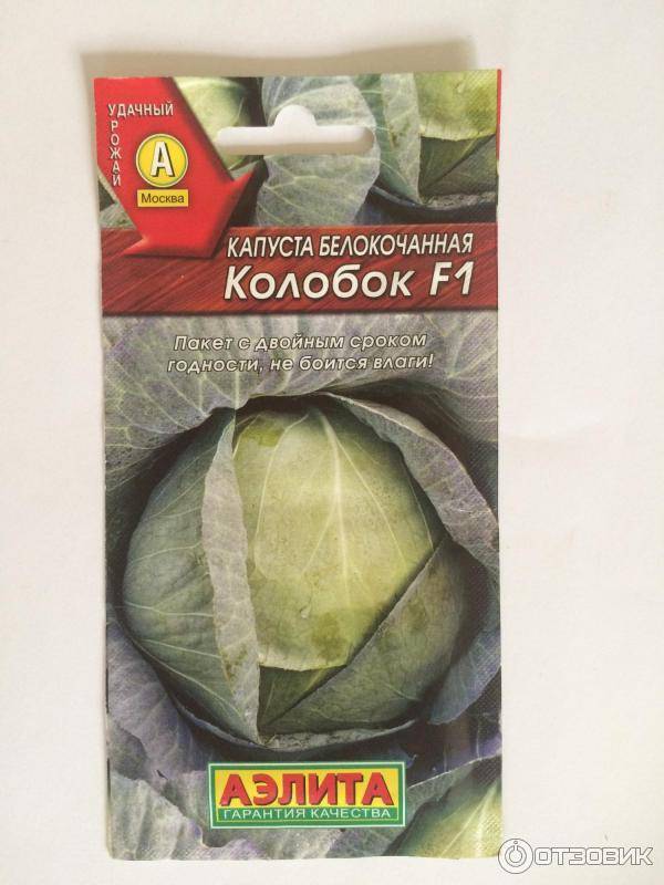 Описание сорта капусты колобок — выращивание двумя способами