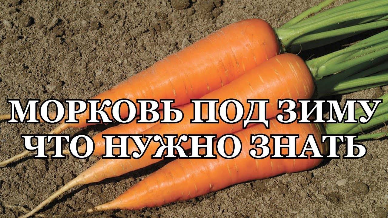 Когда нужно сажать морковь под зиму: сроки и сорта для осенней посадки