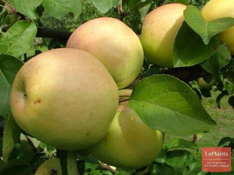 Особенности сорта яблони услада