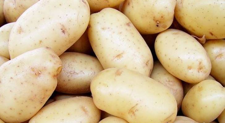 Картофель агата: характеристика и описание сорта, отзывы о картошке, преимущества и недостатки