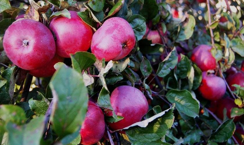 Морозостойкая яблоня осенняя радость: описание, фото