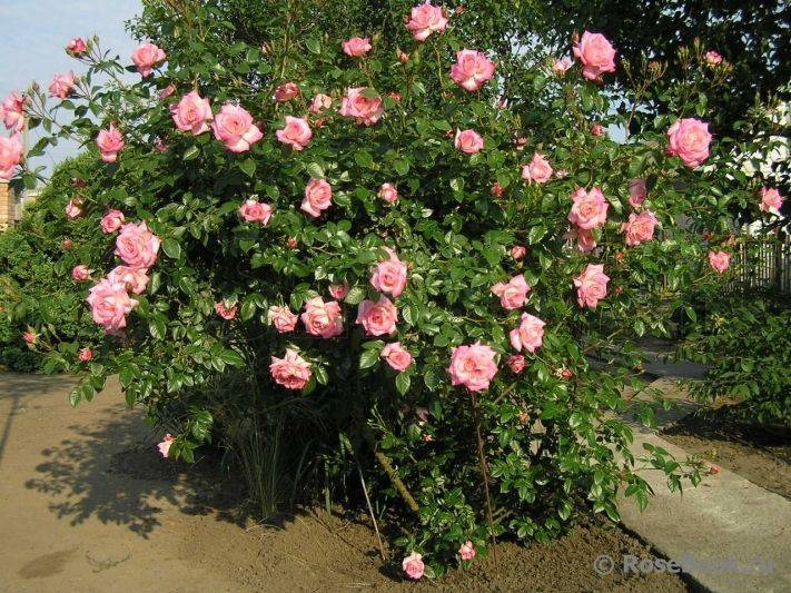 В разделе представлены сорта садовых роз с длинными ветвящимися и гибкими побегами. чаще всего применяются в вертикальном озеленении, нуждаются в опорах. плетистые делятся на 2 основные подгруппы: мел