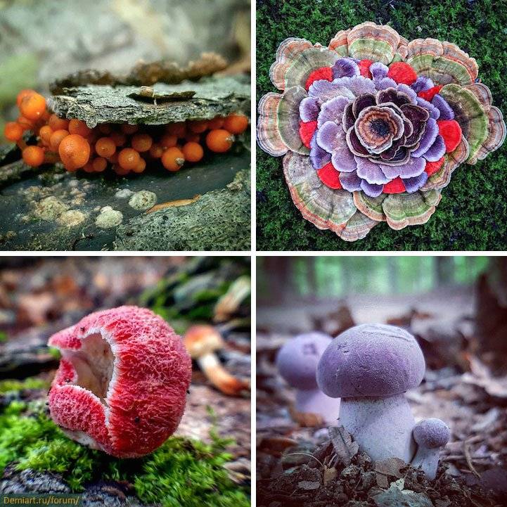Какие существуют необычные грибы и в чем их примечательные особенности? - грибы собираем