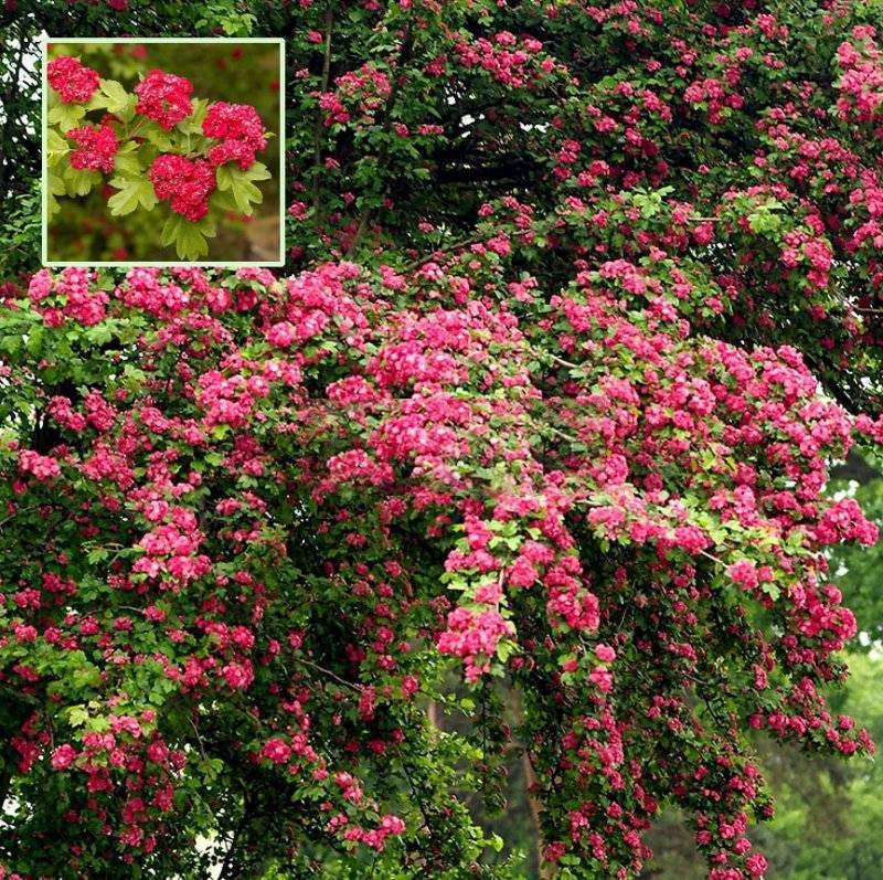 Цветущая сакура в вашем саду – боярышник пауль скарлет: описание, посадка и уход