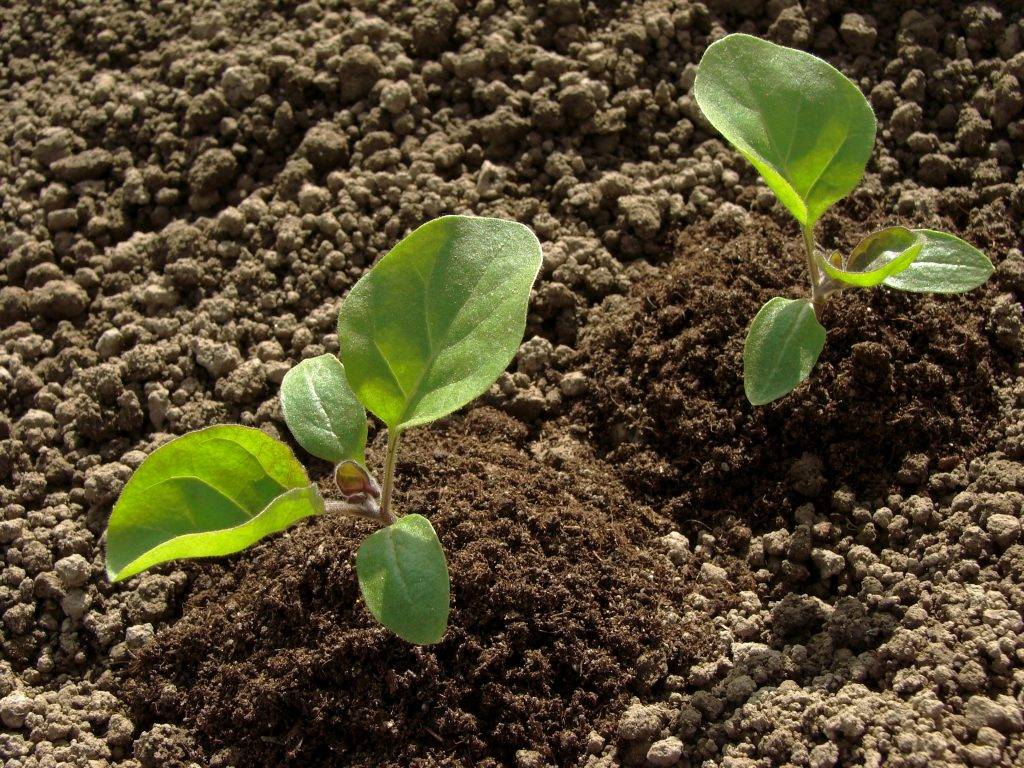 Как сажать баклажаны в открытый грунт рассадой | высаживание рассады баклажан: правила, подготовка, уход