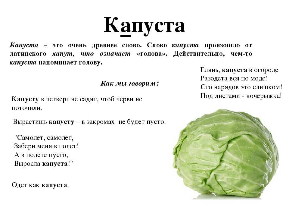 К чему снится капуста. Стих про капусту. Загадка про капусту. Стих про капусту для детей. Загадка про капусту для детей.