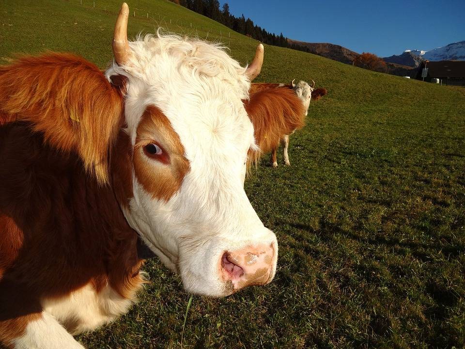 Симментальская порода коров ☝️: характеристика, болезни крс, плюсы и минусы, питание и уход, правила разведения и фото