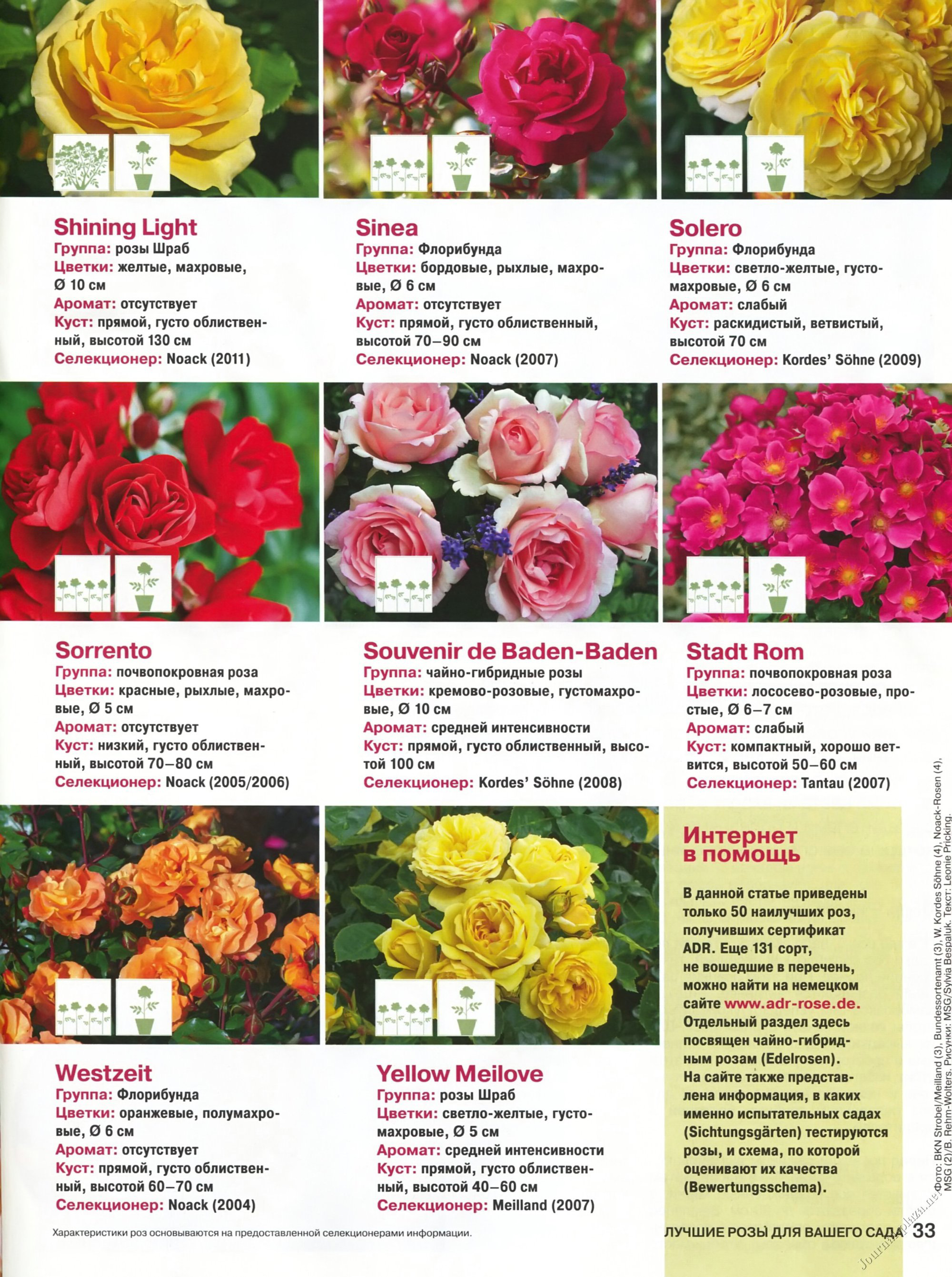 Сорта роз с фото и описанием каталог на русском