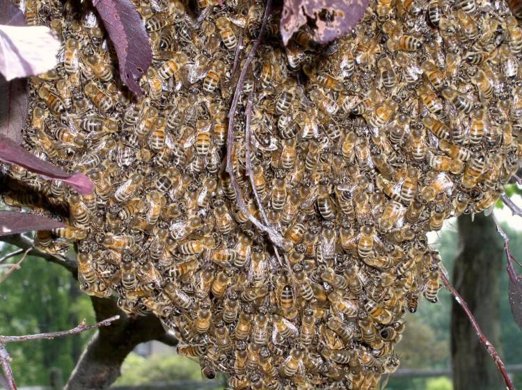 Как предотвратить роение пчёл — методы и признаки