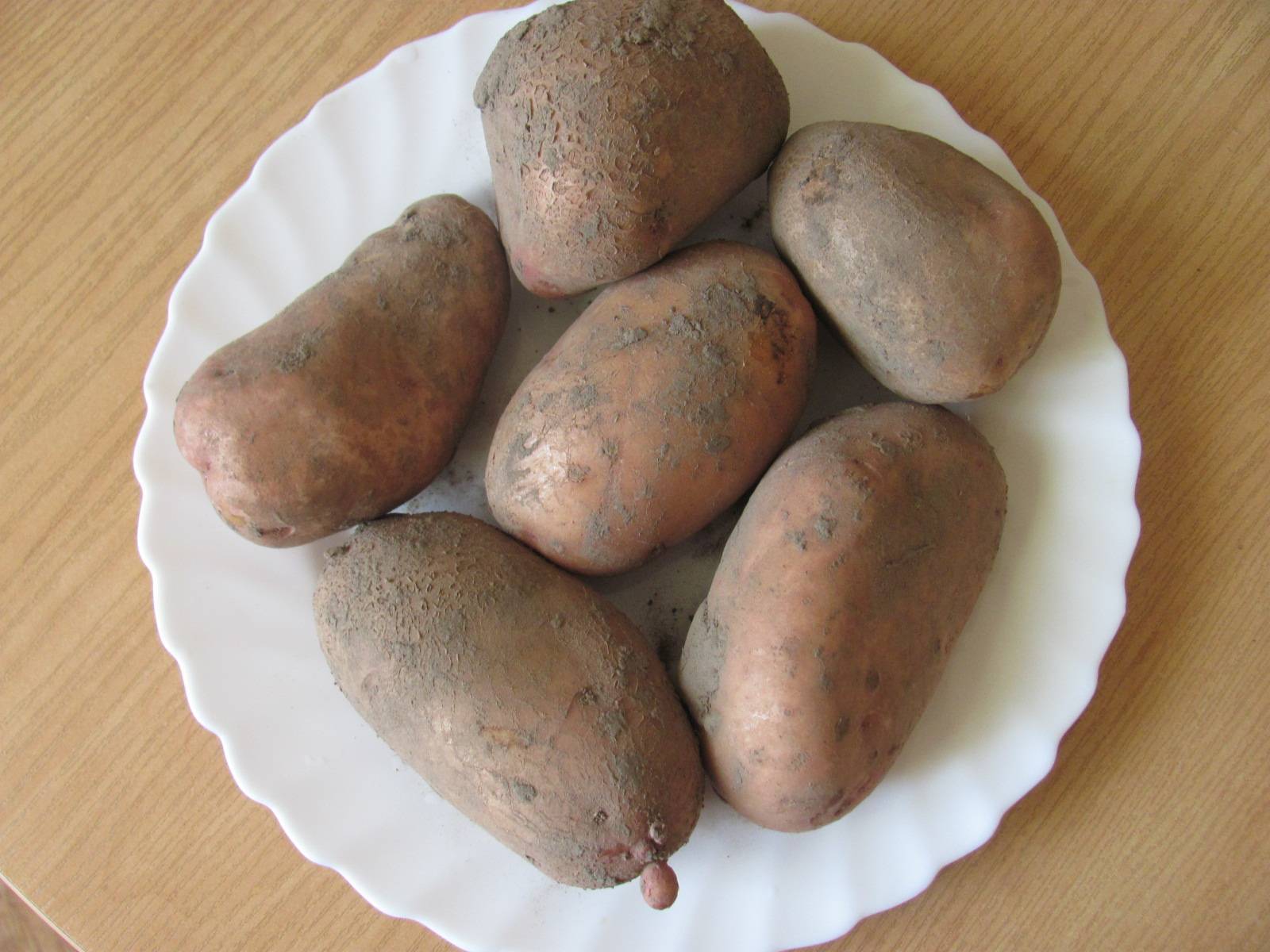 Сорт картофеля янка