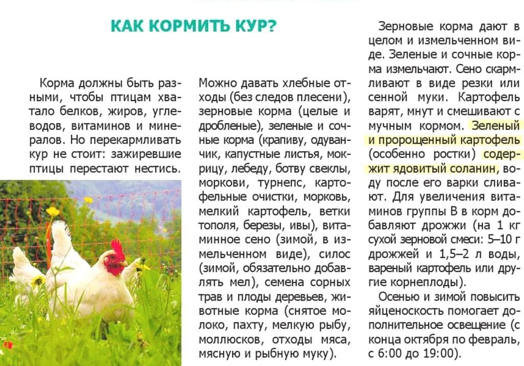 Причины, по которым куры перестали нести яйца осенью: некачественное питание, ожирение несушки
