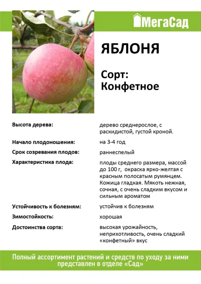 Яблоня штрейфлинг (штрифель или осеннее полосатое): описание сорта, фото, отзывы