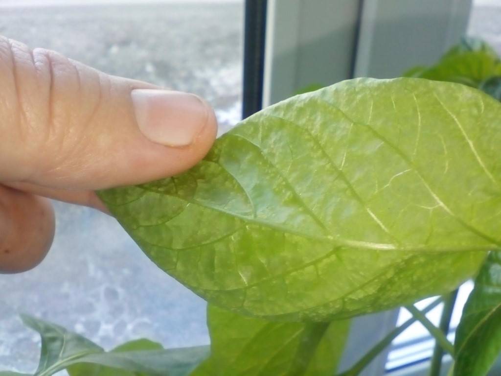 На листьях перца появились пупырышки: причины, как лечить болезни, фото