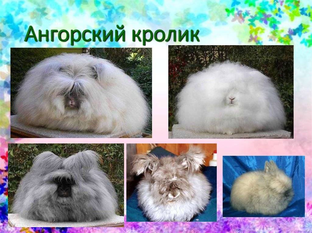 Ангорский пушистый кролик: обзор и описание пород, уход и содержание