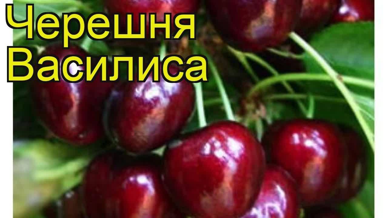 Описание сорта черешни Василиса — как поднять урожайность
