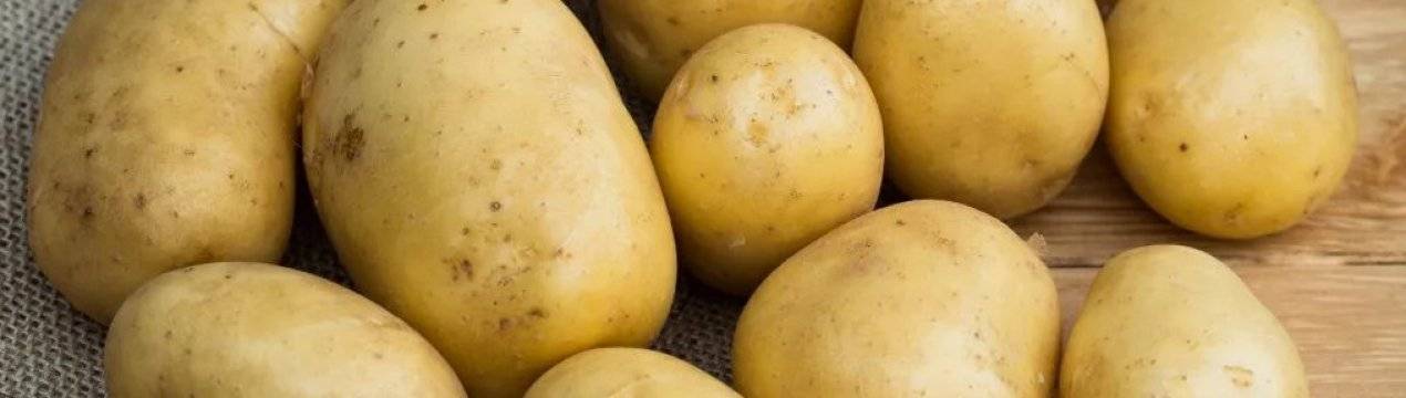 Сорт картофеля ажур: характеристика и описание сорта, фото