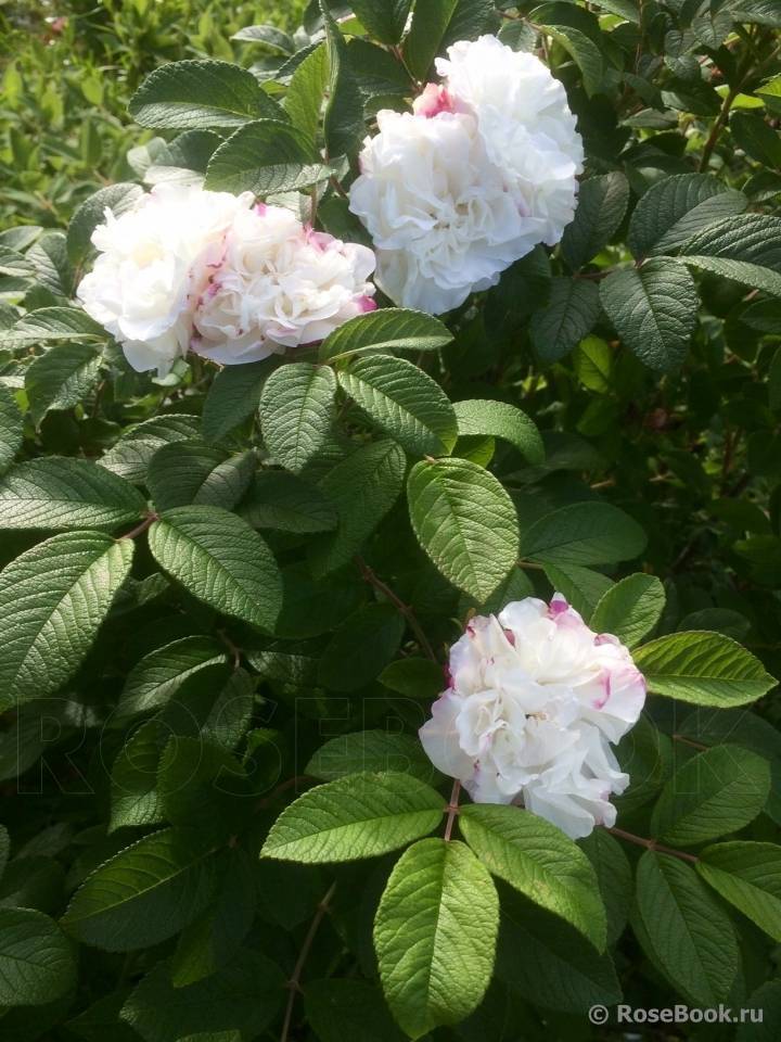 Роза луиза багнет фото