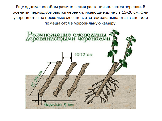 Многие растения особенно плодовые кустарники размножают черенками рассмотрите рисунок и ответьте на