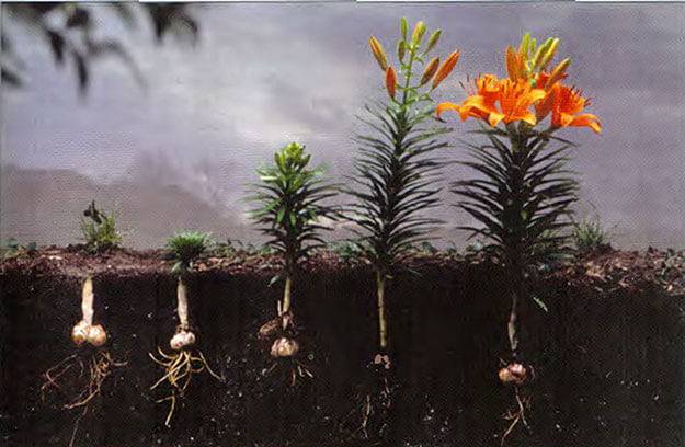 Лилия древовидная фото посадка и уход в открытом грунте