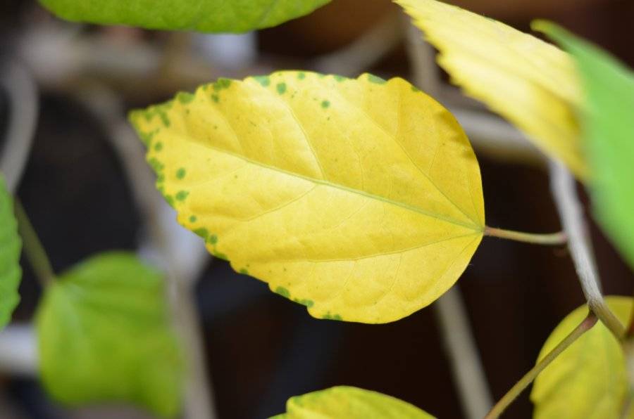 Болезни и вредители черешни: фото на листьях, меры борьбы с ними и лечение