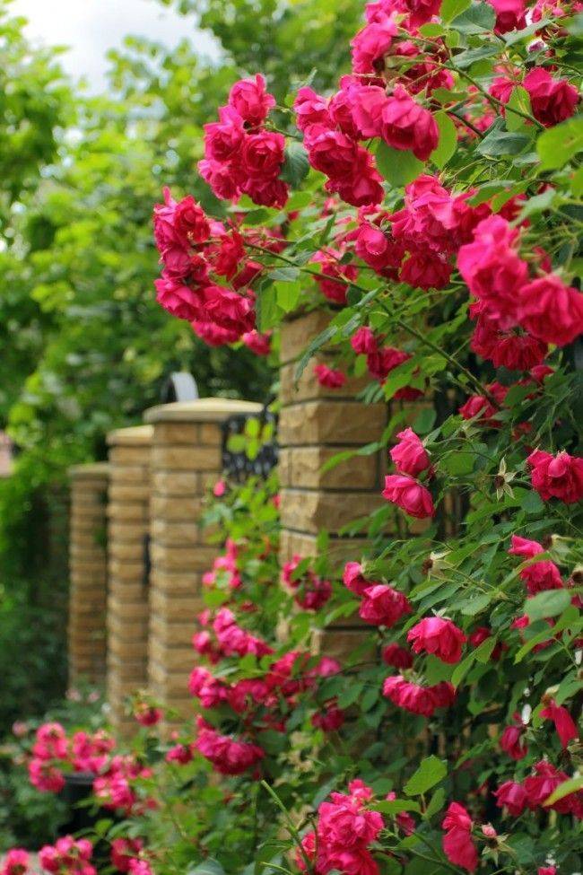 Плетистая роза: уход и посадка, опора для роз, видео о выращивании, пересадка, болезни