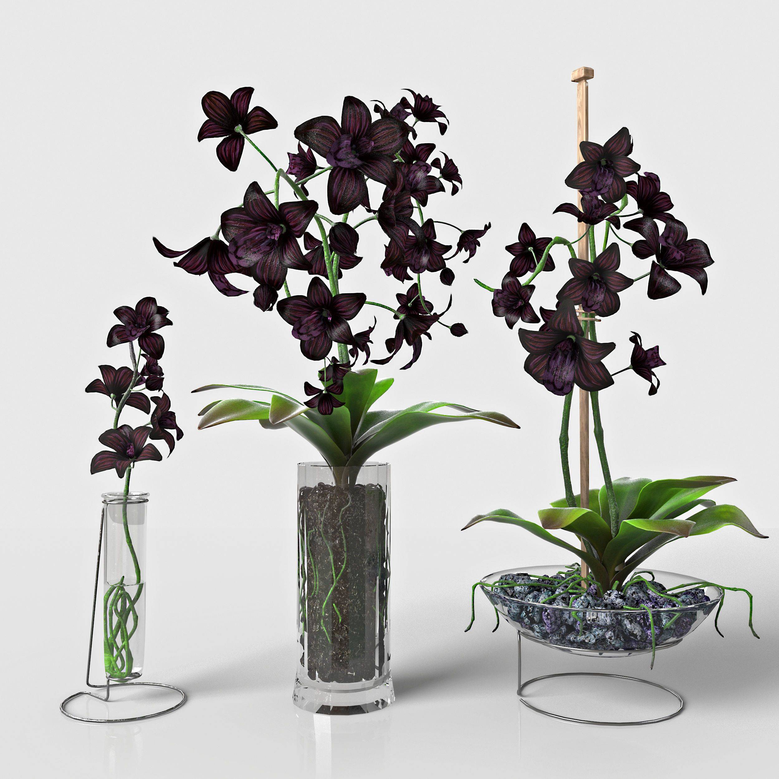 Цветок черная орхидея: описание, виды, посадка и уход