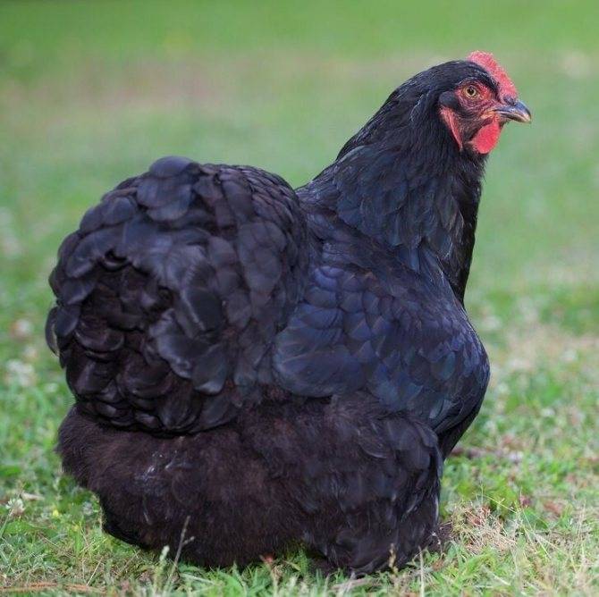 Куры кохинхин: описание породы, фото, отзывы, яйценоскость