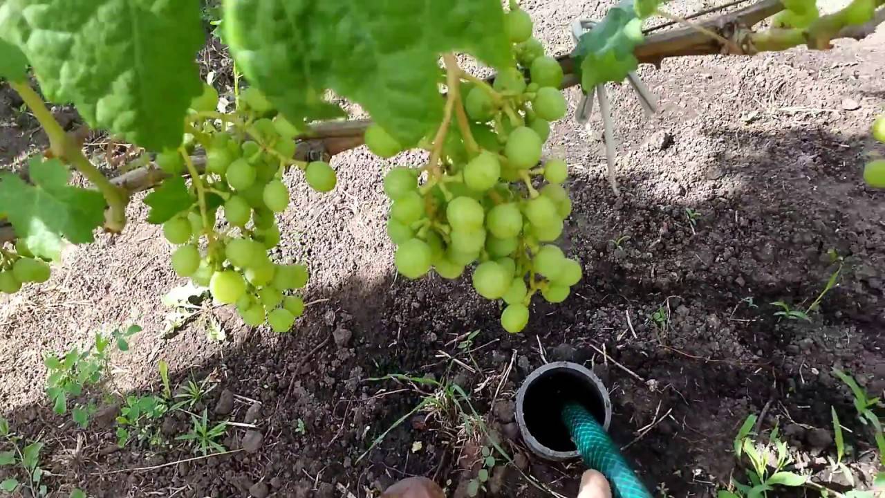 Полив винограда и подвязка лозы - на пути к высокой урожайности