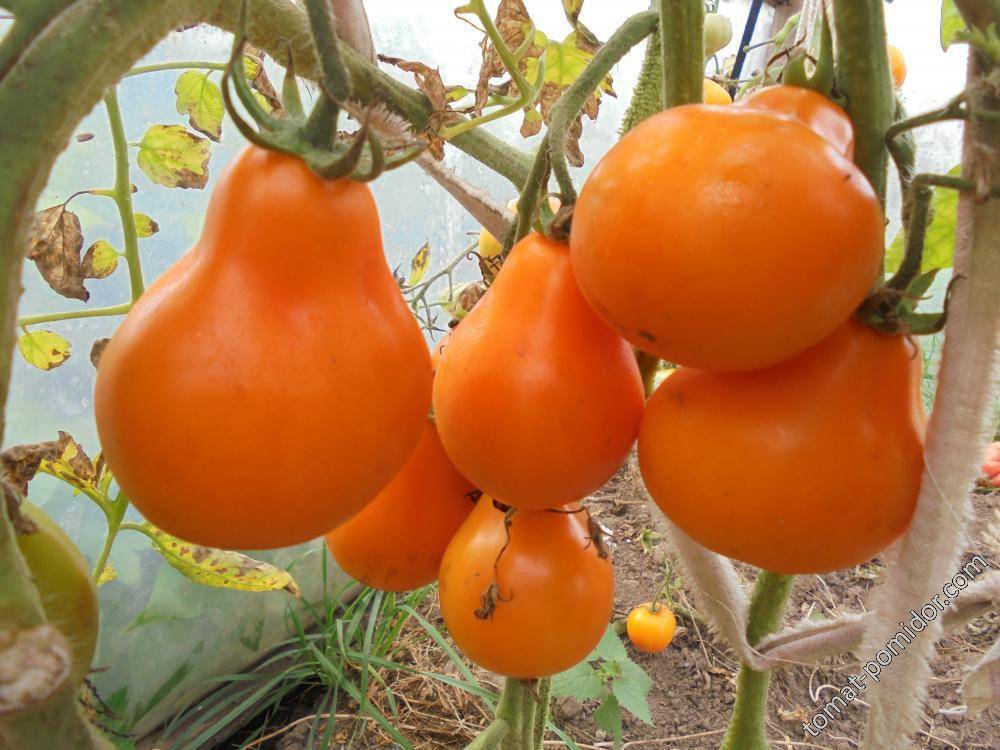 Лампочка томат характеристика и описание сорта фото