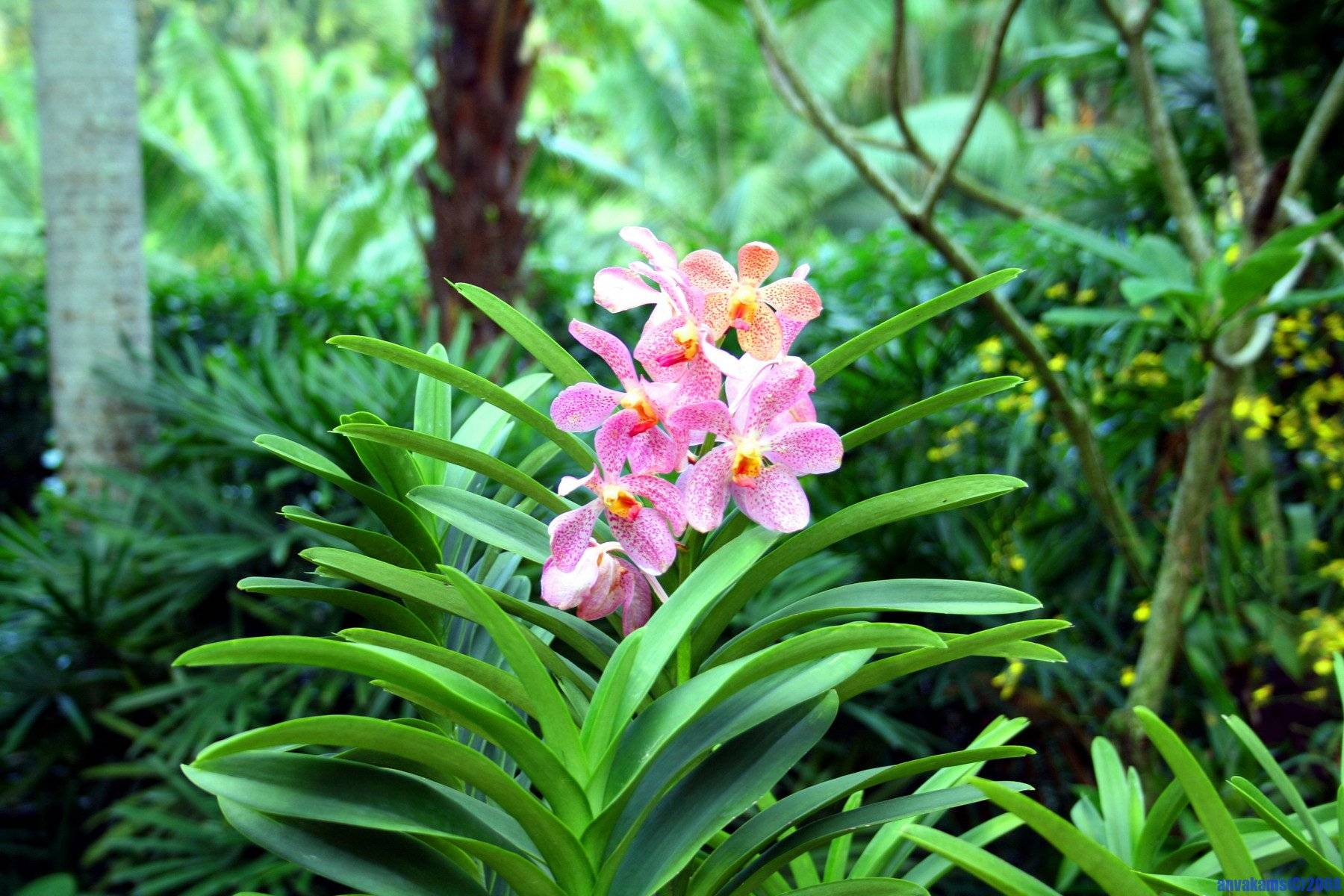 Лесные орхидеи: как выглядят северные цветы, а также растения в тропической местности, растения подмосковья и беламканда китайская