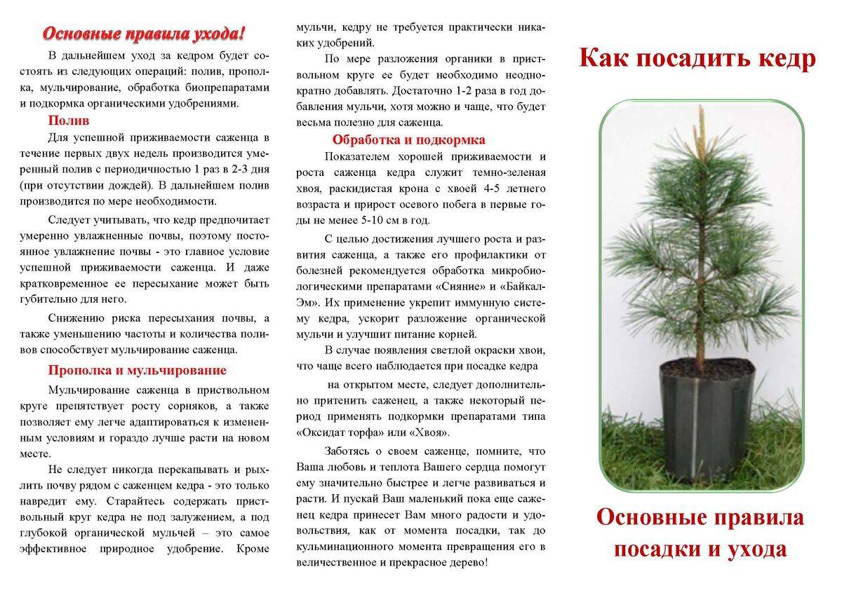 Как ухаживать за саженцами деревьев. Кедр Сибирский саженцы. Посадка кедра. Саженцы молодого кедра. Кедр посадка и уход.