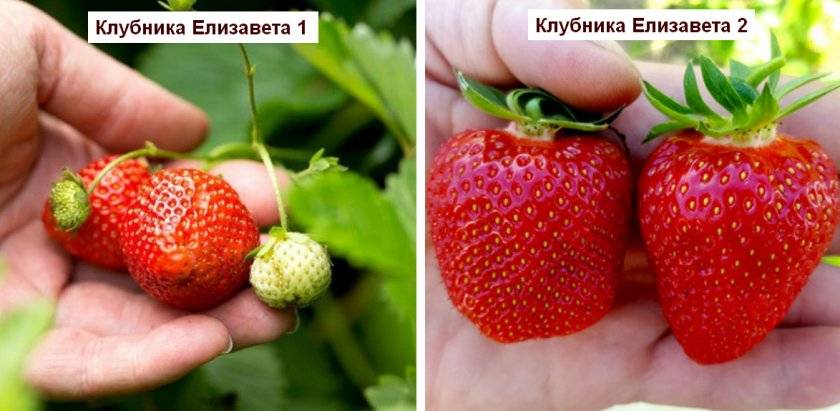 Сорт клубники королева елизавета 2 фото и описание