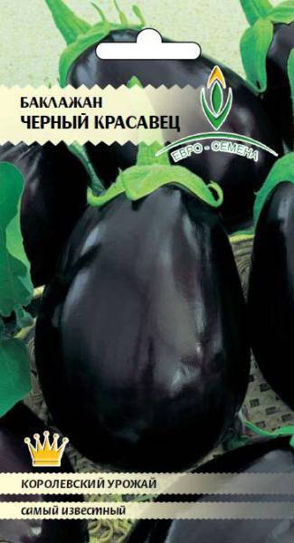 Баклажан черный красавец: отзывы, фото, описание и выращивание сорта