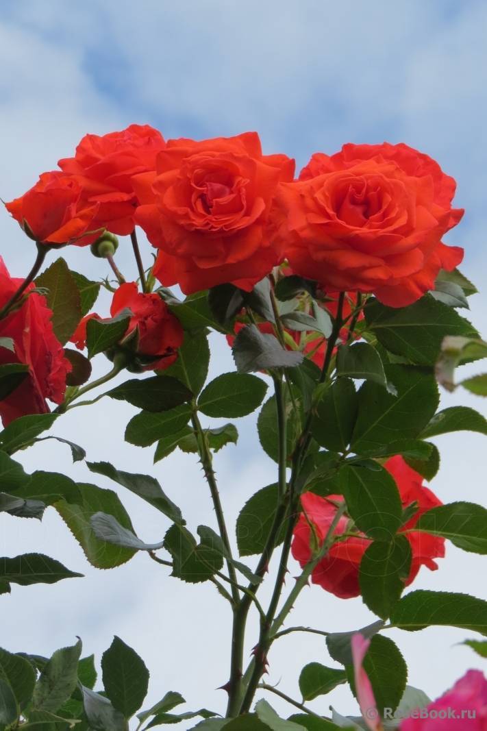 Плетистая роза Salita (Салита): фото и описание, отзывы