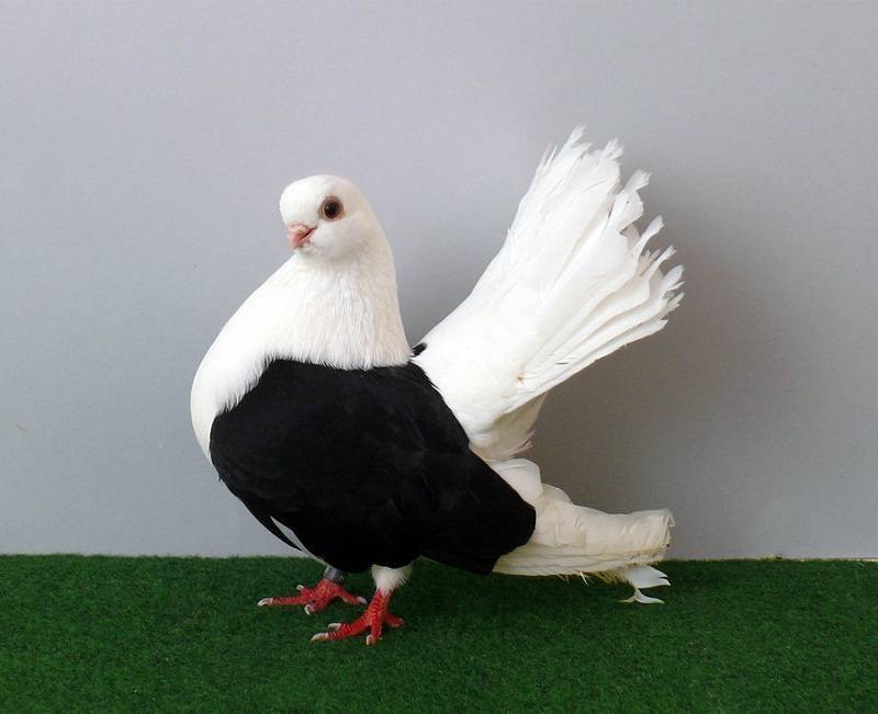 Породы голубей с фотографиями и названиями и описанием