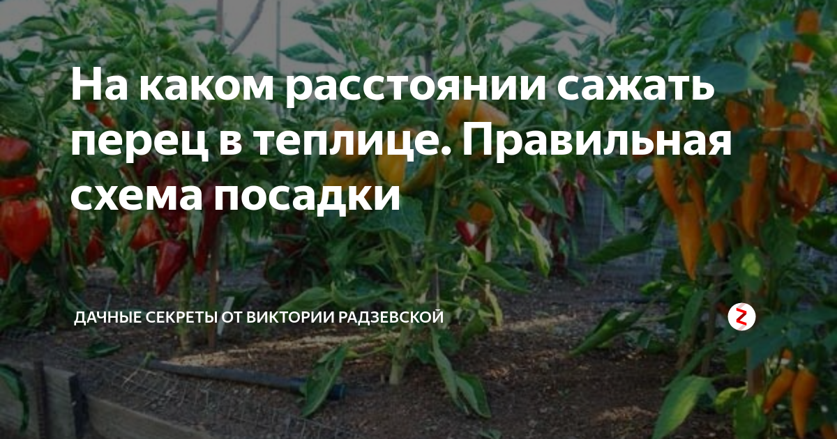 Посадка перца в грунт в теплицу расстояние. Схема посадки болгарского перца. Посадка перцев в теплице. Схема посадки сладкого перца в теплице. Болгарский перец теплица.