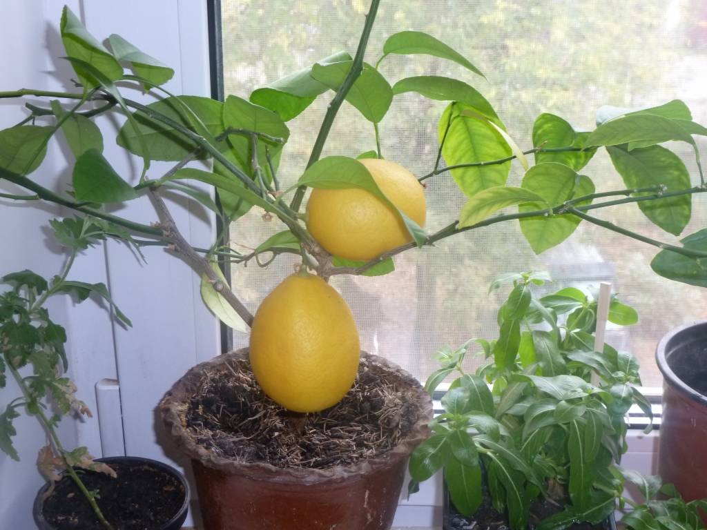 Комнатный лимон: уход в домашних условиях
