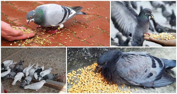 Чем кормить голубей — еда, минералы и витамины