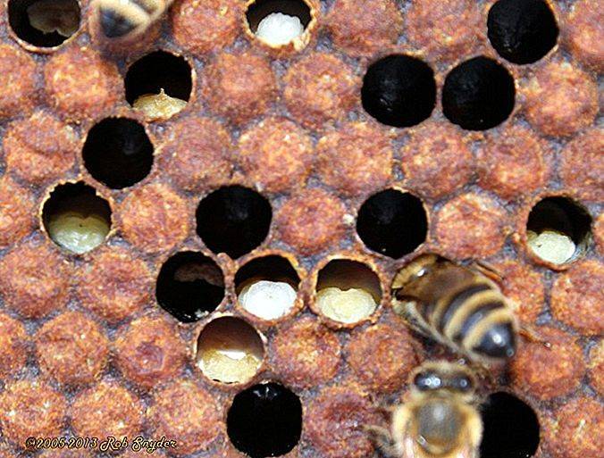 Болезни пчел и их симптомы и лечение фото