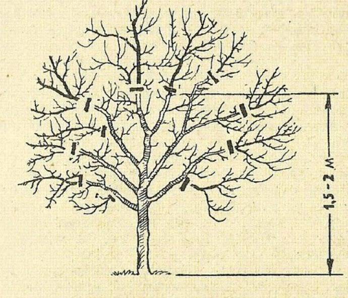 Обрезка яблони осенью схема