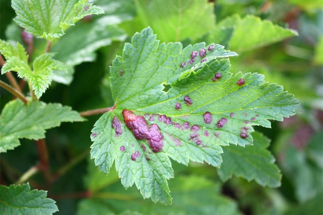 Заболевание красной смородины красные пятна на листьях фото