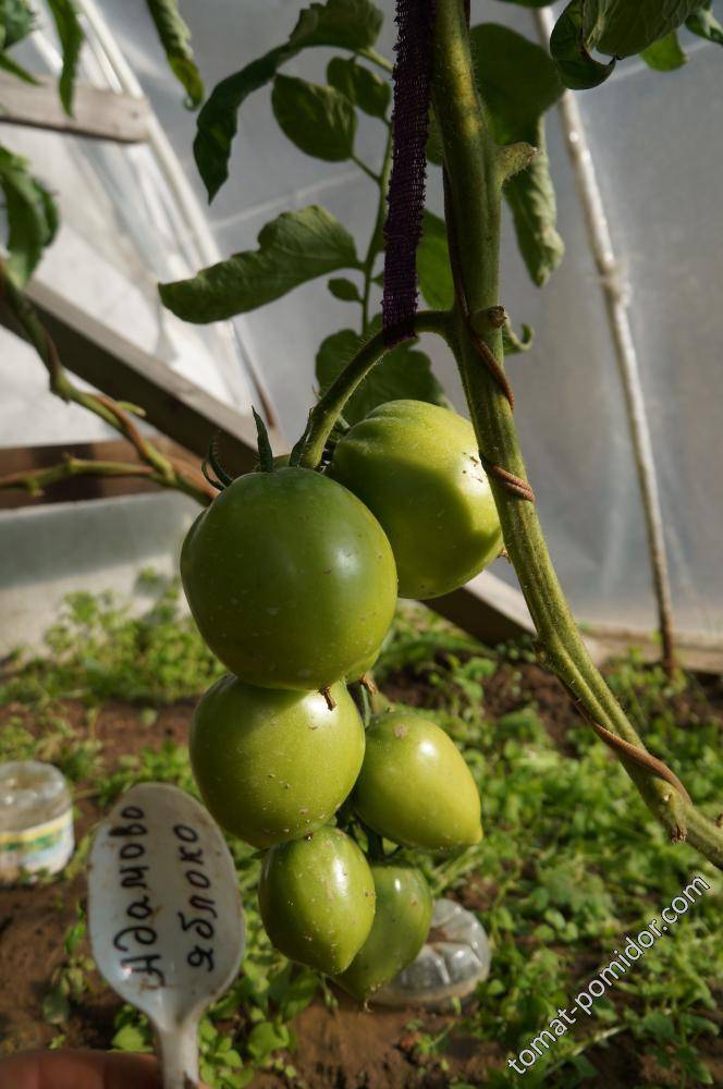 Лучший сорт для салатов и первых блюд — томат адамово яблоко: советы по выращиванию и описание