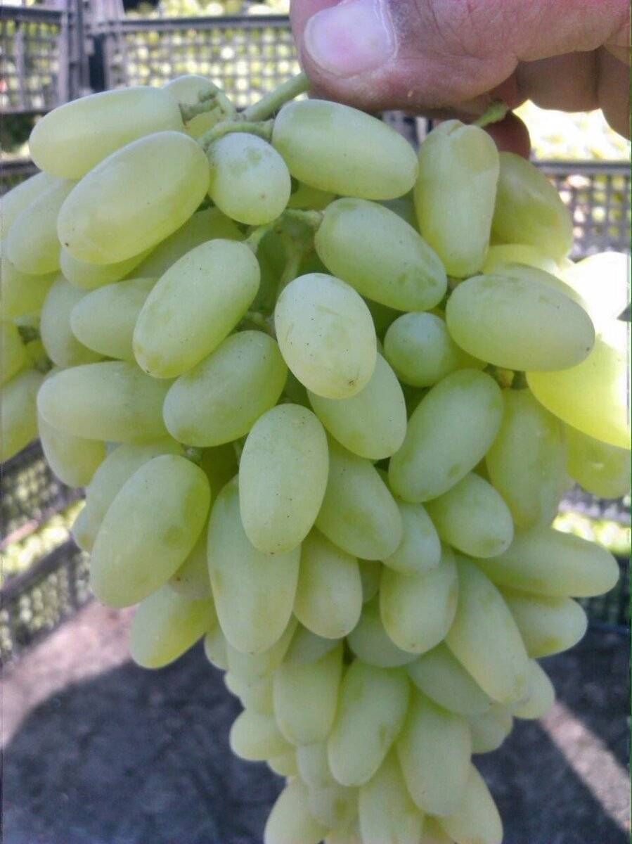 «хусайне белый» или «дамские пальчики» — что за виноград такой?