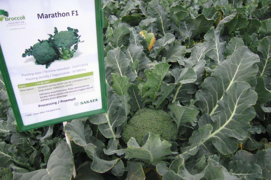 Капуста брокколи маратон f1 — правила посадки и выращивания