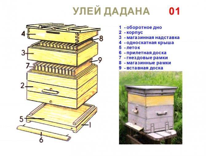 Что такое нуклеус в пчеловодстве