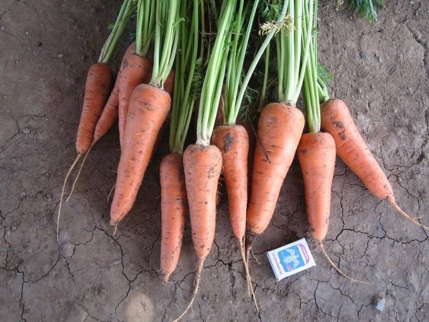 Характеристика и описание сорта моркови абако, урожайность