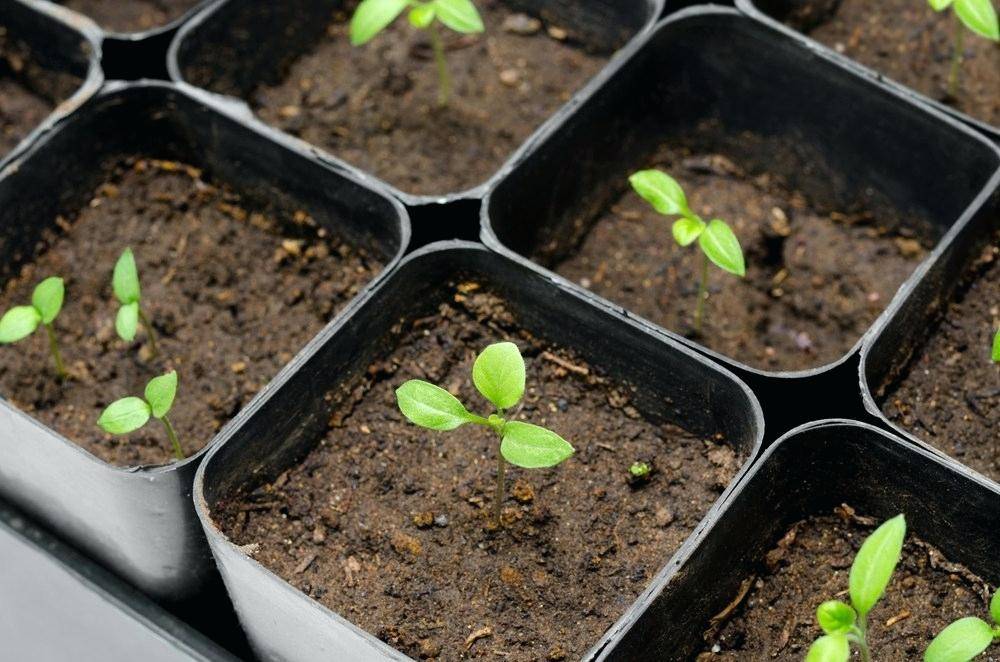 Сажать баклажаны на рассаду: когда сеять семена, можно ли в апреле и как надо правильно ухаживать в домашних условиях после посадки, например, на подоконнике?