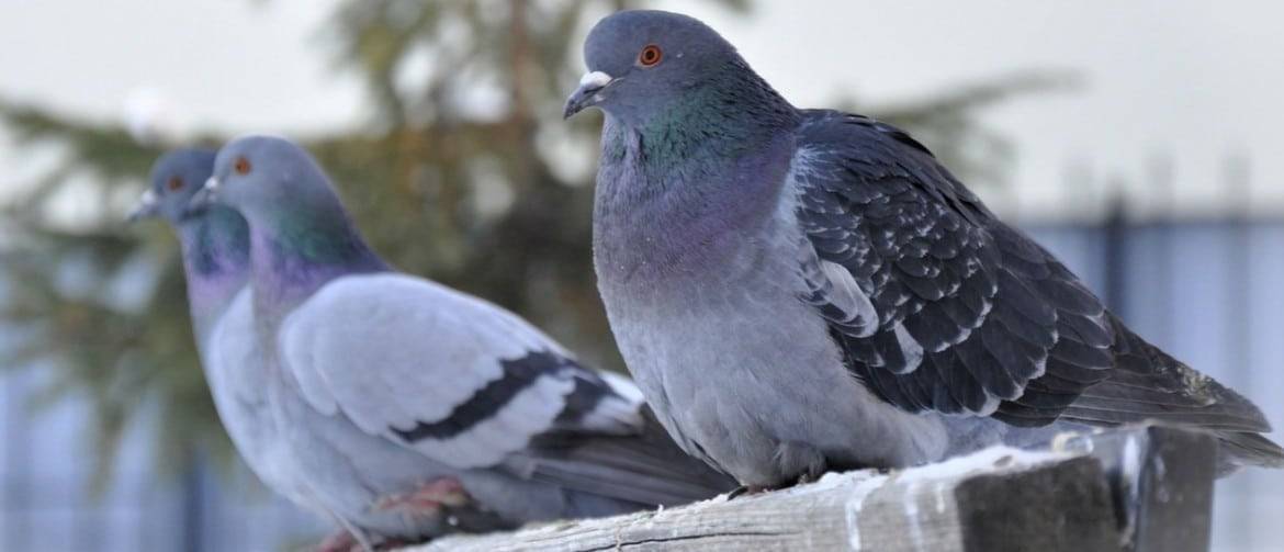 Сколько лет живут голуби: от чего зависит продолжительность жизни